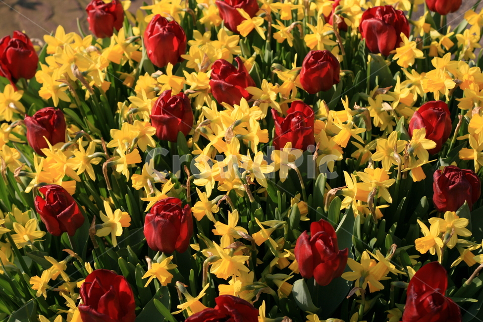 꽃,정원,튤립축제,식물,꽃밭,flower,garden,식물,자연,plants,nature,꽃,flower