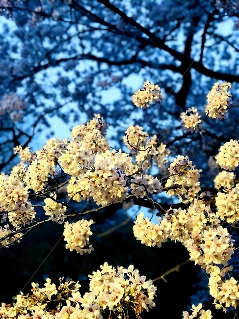 flower,꽃,blossom,식물,plant,봄,계절,spring,season,야경,밤,풍경,nightscape,night,landscape