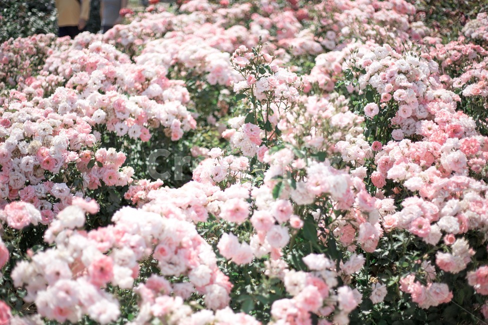 꽃,장미,분홍장미,분위기,로맨틱,꽃밭,rose,pinkrose,romantic,mood,flowergarden,식물,자연,plants,nature,꽃,flower
