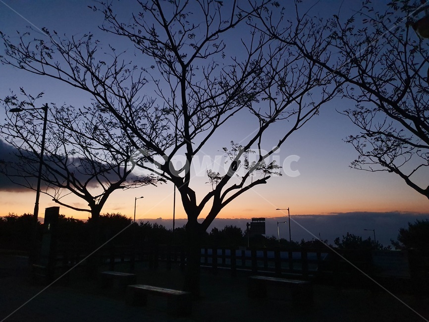 새벽녁,새벽감성,그림자,나무,구름,일출전,sky,새벽