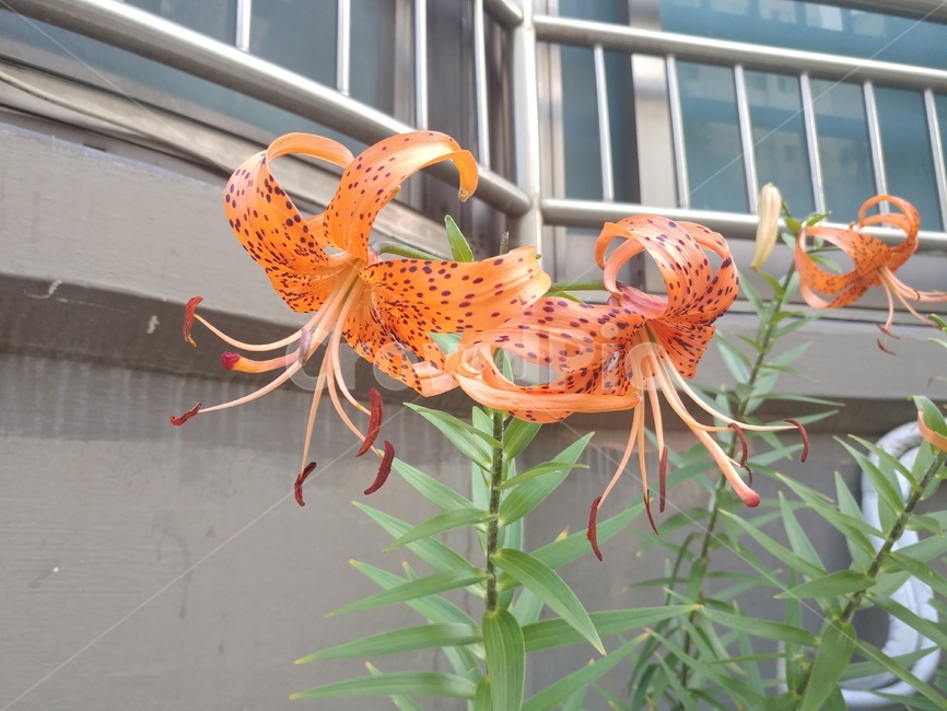 참나리,나리,lily,백합,나리꽃,lilium,알나리,식물