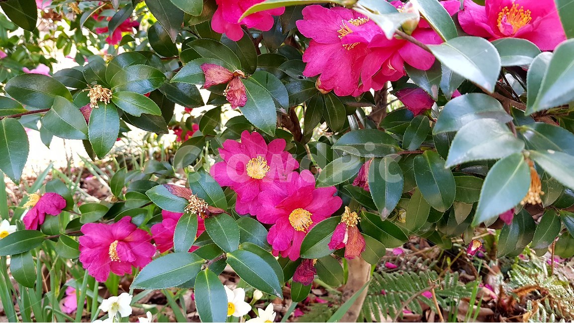 동백,나무,봄,겨율,꽃,식물,자연,plants,nature,꽃,flower