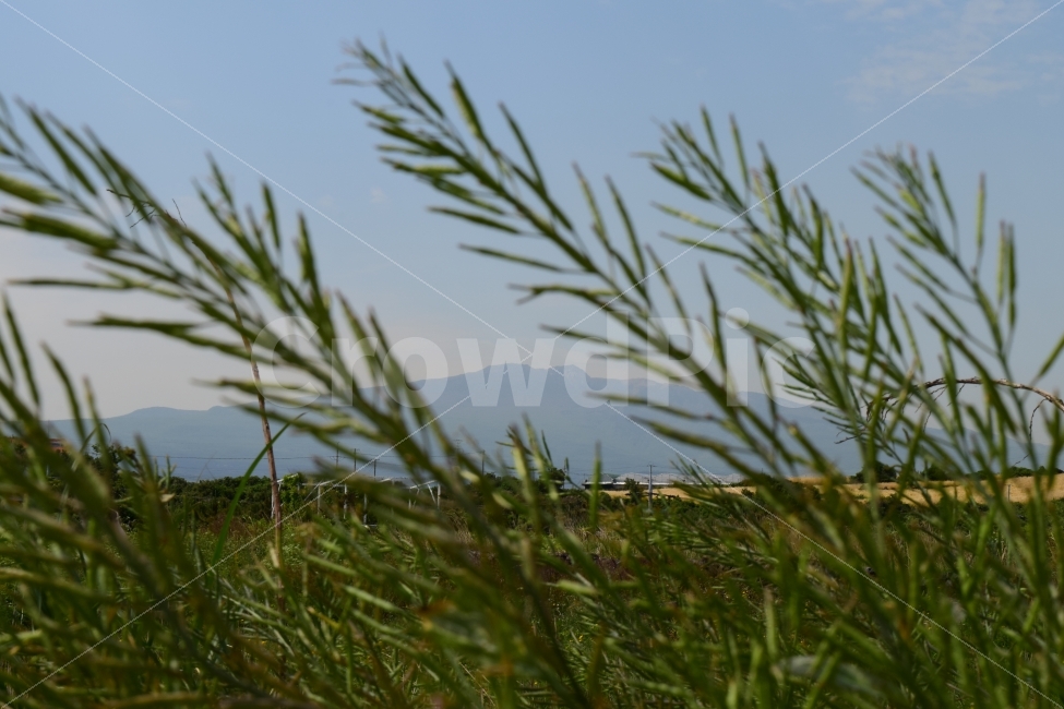 제주도,한라산,풍경,여행,photo,식물,자연,plants,nature
