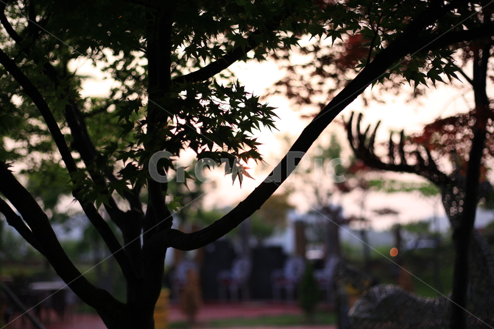 풍경,노을,나무,나뭇가지,나뭇잎,식물,자연,plants,nature,나무,trees,wood