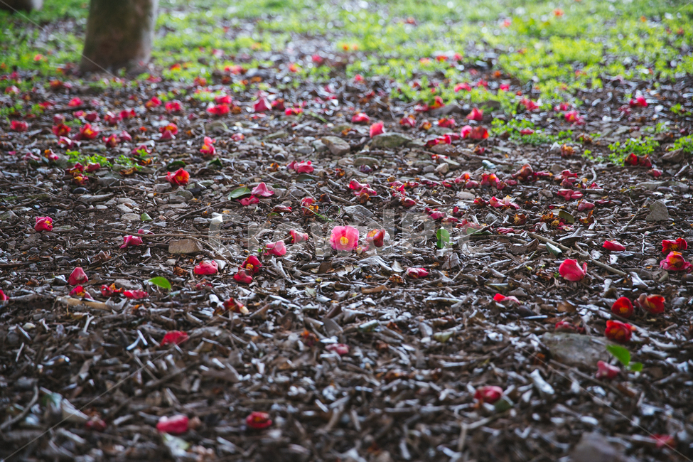 봄,동백,꽃,나무,식물,자연,풍경,빨간색,꽃,flower