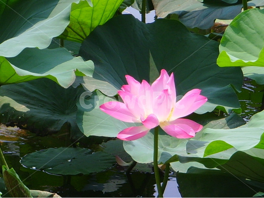 중국,제남,대명호,연꽃,분홍,식물,자연,plants,nature,꽃,flower