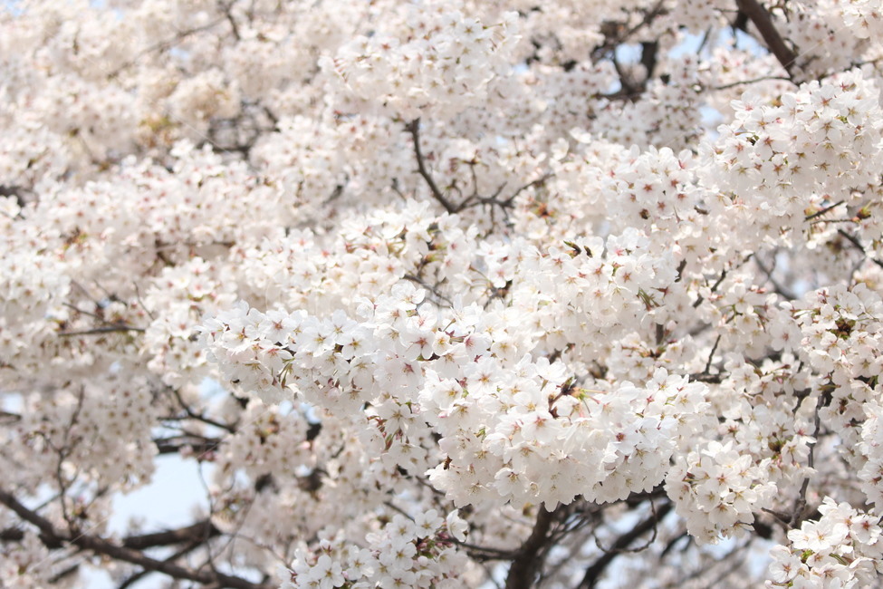 벚나무,나무,벚꽃놀이,spring,체리블라썸,cherryblossom,벚꽃,blossom,꽃,flower,식물,plant,벚꽃페스티벌,봄,소풍,나들이