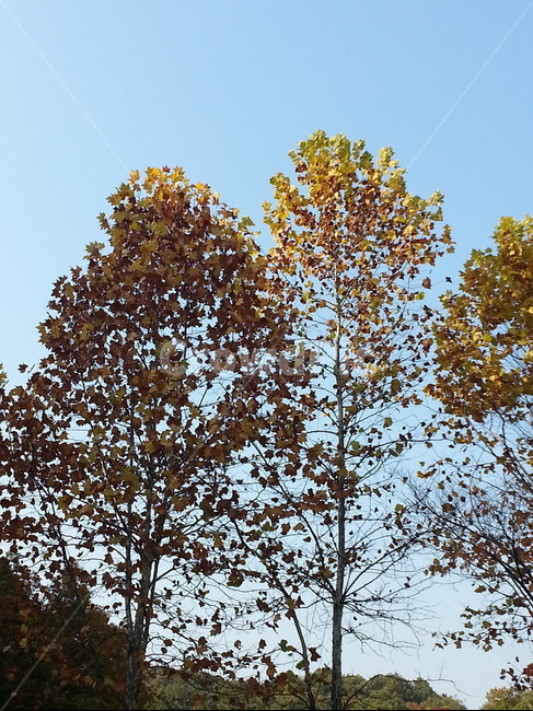 나무,tree,식물,plant,자연,가을,하늘,autumn,fall,nature,단풍