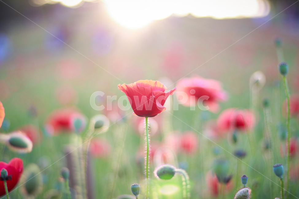양귀비꽃,양귀비,papaversomniferium,꽃,flower,flowers,붉은꽃,redflower,6월꽃,6월의꽃,여름꽃,양귀비꽃밭,꽃밭,garden,flowergarden,flowerbed,꽃축제,6월꽃축제,올림픽공원,올림픽공원꽃축제,양귀비꽃축제,정원,공원,park,화단,식물,plant,plants,자연,nature,붉은색,예쁜꽃,beutiful,beutifulflower,식물,자연,plants,nature,꽃,flower