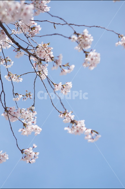 벚꽃,파랑,하늘,구름,풍경,봄,계절,spring,season,식물,자연,plants,nature,꽃,flower,plant,blossom,cherry blossom