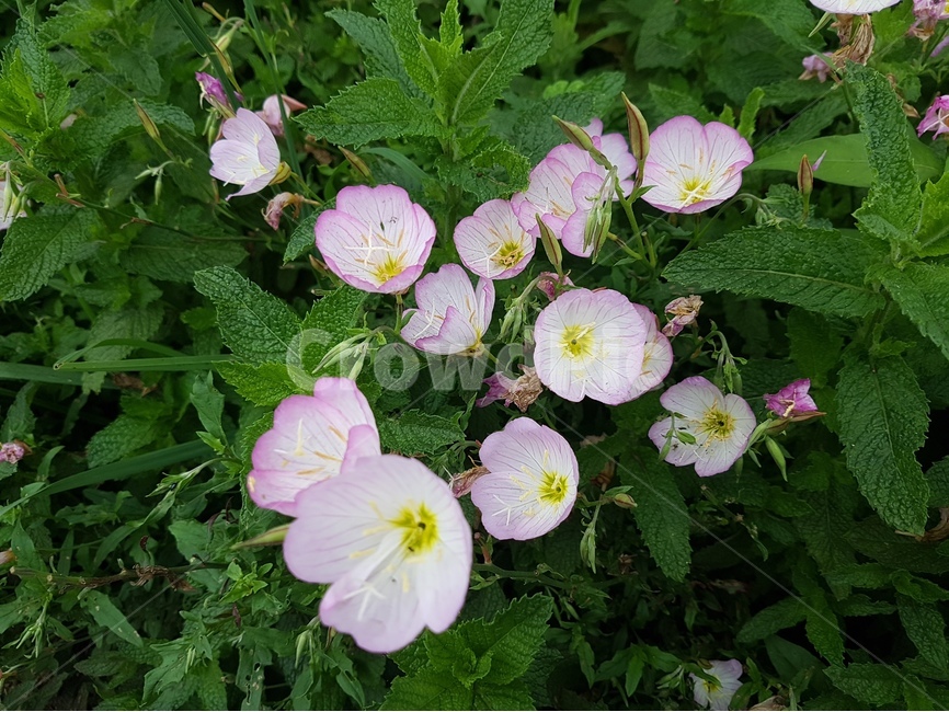 제주도,꽃,수국,들꽃,자연,아름다움,힐링,식물,자연,plants,nature,꽃,flower
