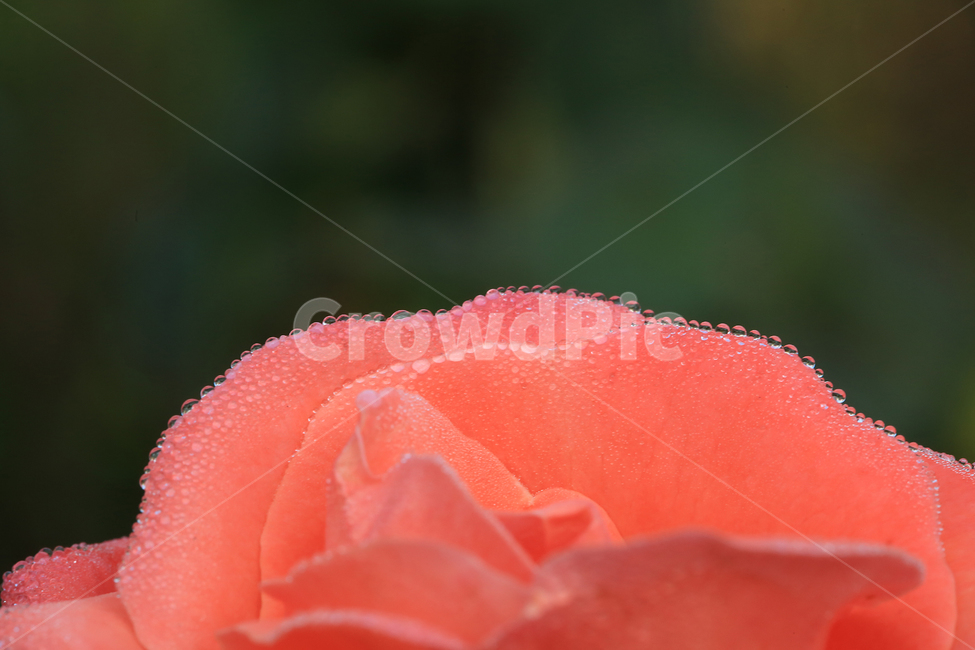 장미,꽃,이슬,일액현상,rose,flower,dew,식물,자연,plants,nature,꽃,flower