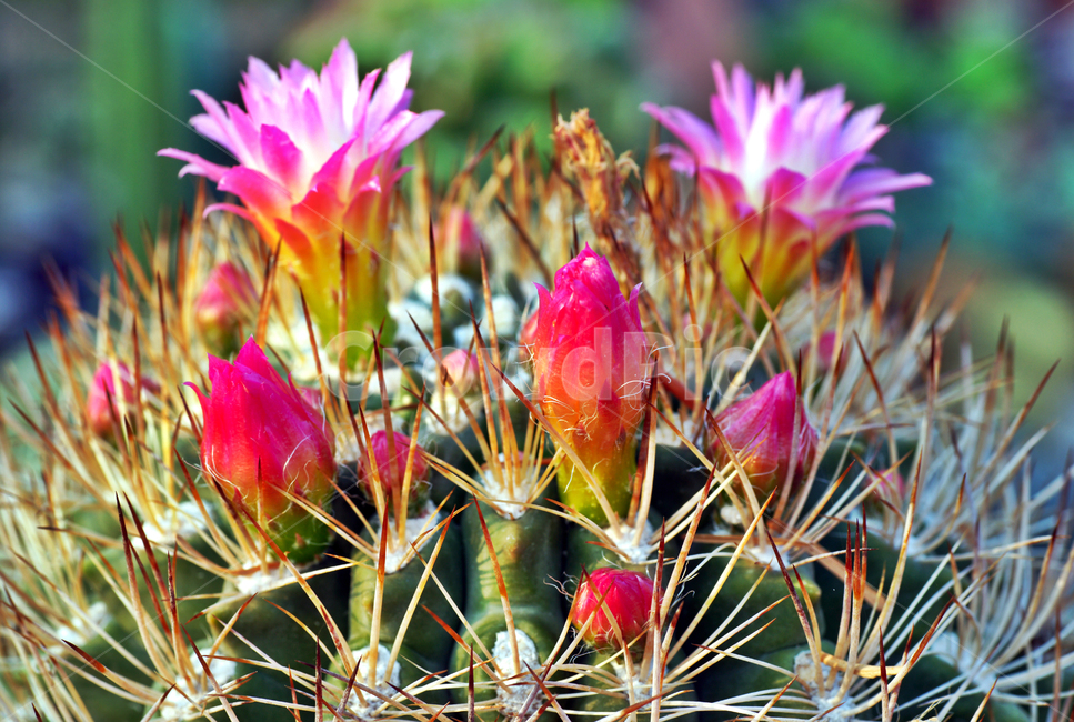네오,선인장,꽃,가시,선인장꽃,식물,자연,plants,nature,꽃,flower