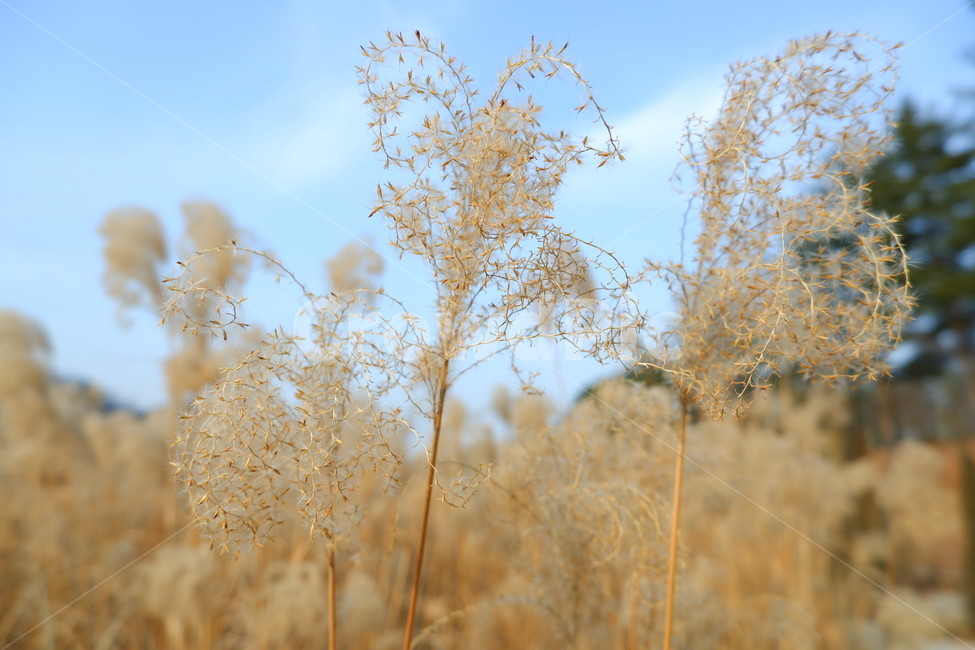 억새,하늘,파란하늘,억새밭,풍경,가을,가을,계절,fall,autumn,season,식물,자연,plants,nature,grass,잔디,plant