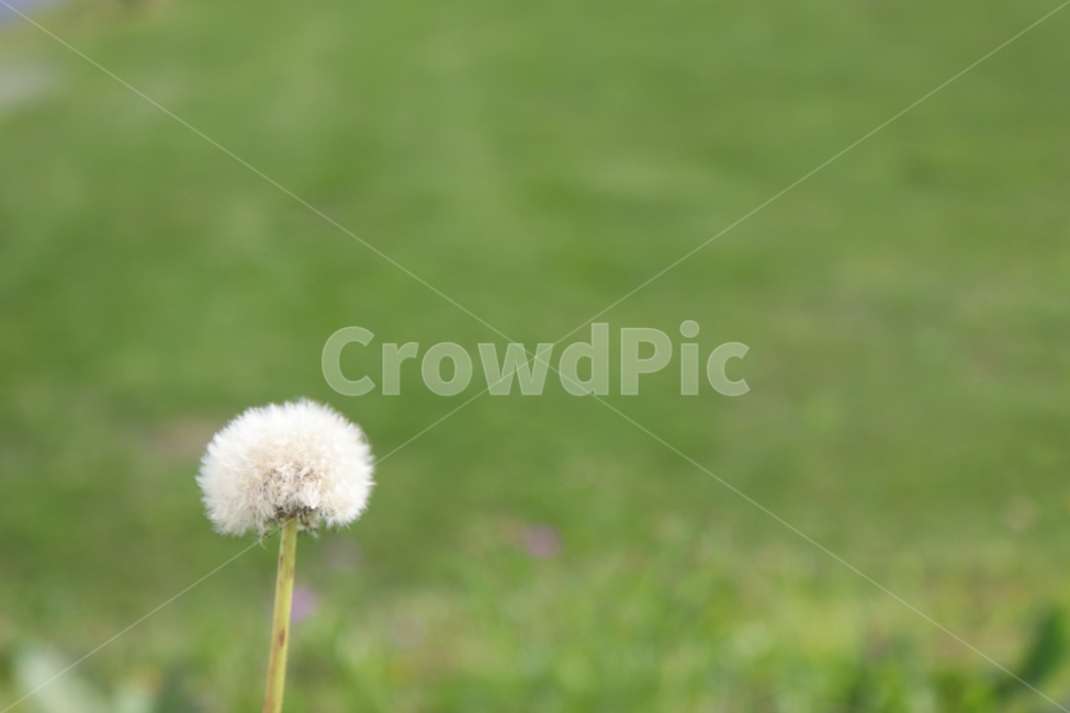 민들레씨,흰색,초록색,자연,풀밭,민들레,식물,자연,plants,nature,꽃,flower