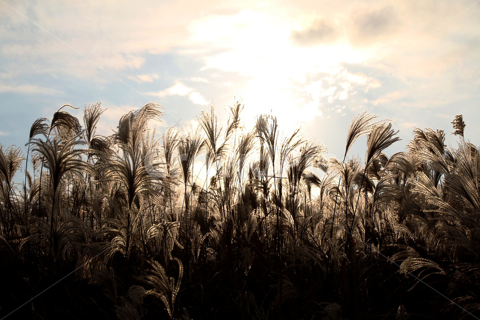 제주,새별오름,억새,가을,노을,가을,계절,fall,autumn,season,plant,식물,grass,잔디,lawn,reed,갈대