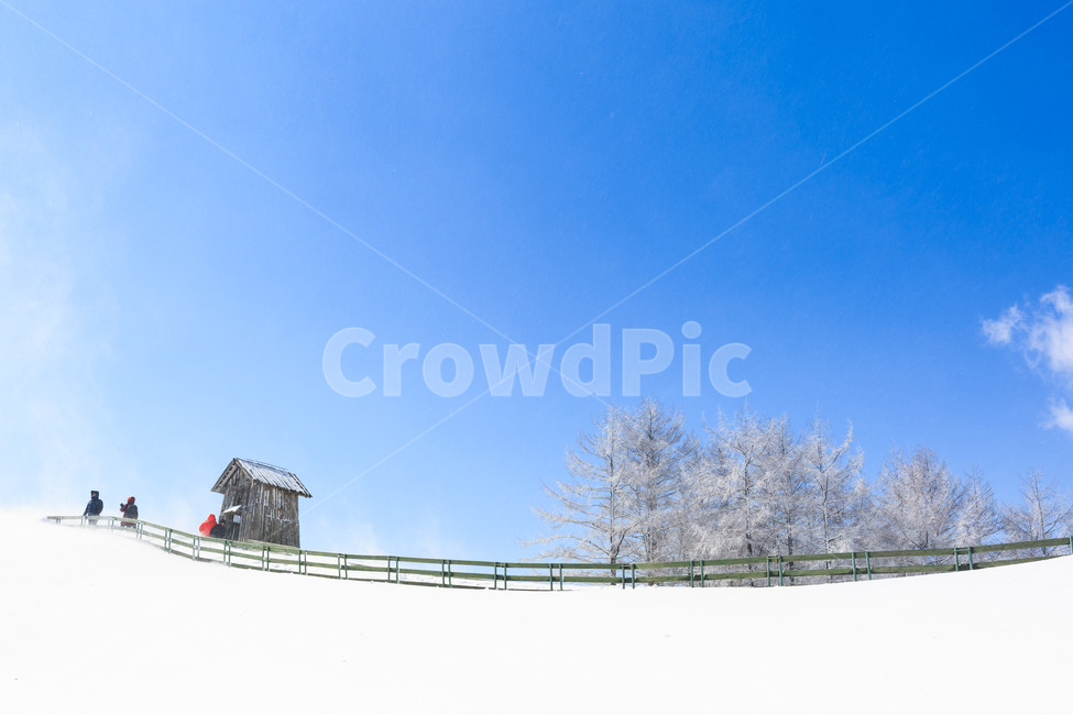 눈,하늘,구름,블루,강원도,대한민국,한국,나무,겨울,풍경,snow,sky,cloud,blue,korea,southkorea,tree,winter,양떼목장,삼양목장,cool,freezing,cold,겨울풍경