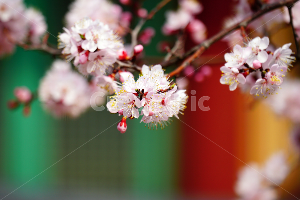 살구나무꽃,봄꽃,한국자연,꽃,꽃사진,플라워,flower,봄,spring,식물,plants,자연,nature,풍경,landscape,계절,season,snap,스냅,접사,macro,closeup,클로즈업,감성사진,감성,힐링,healing,느낌,feel,feeling,꽃밭,화단,나무,나뭇가지,tree,꽃봉오리,4월,April,살구나무,살구꽃,봄,계절,spring,season,식물,자연,plants,nature,꽃,flower,plant