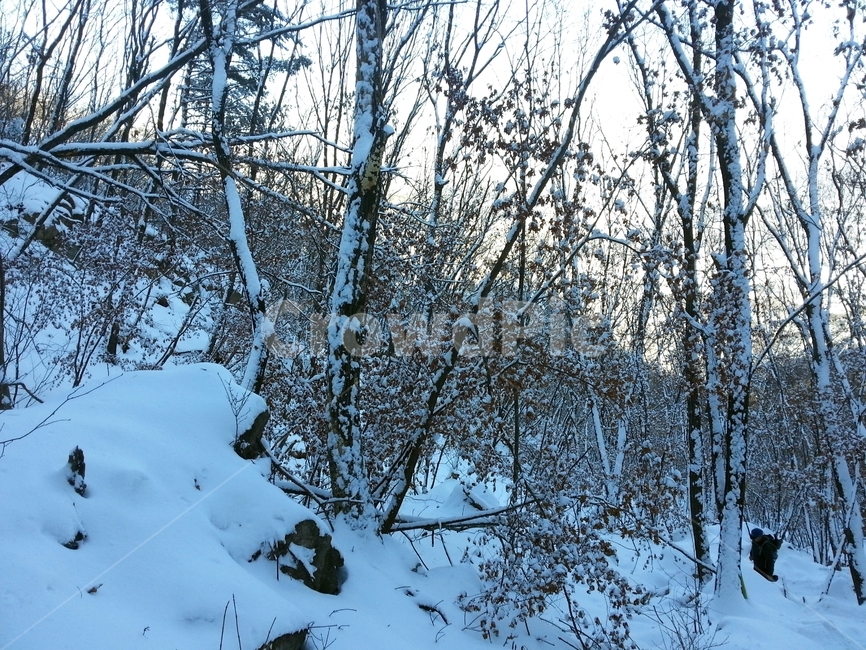 눈,폭설,설경,겨울,겨울나무,자연,눈보라,겨울,계절,winter,season,자연,풍경,nature,landscape