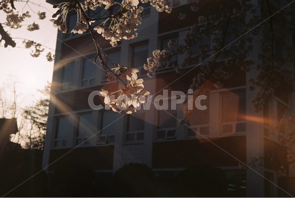 꽃,봄,벛꽃,햇살,캠퍼스,봄,계절,spring,season,식물,자연,plants,nature,꽃,flower,flare,플레어,light,빛