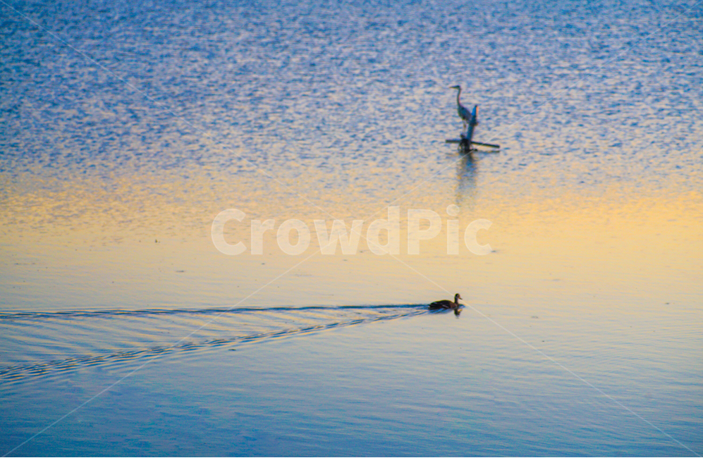 왕송호수,오리,왜가리,노을빛,유영흔적,자연,풍경,nature,landscape,동물,animal,조류,새,birds,outdoors,옥외,water,물