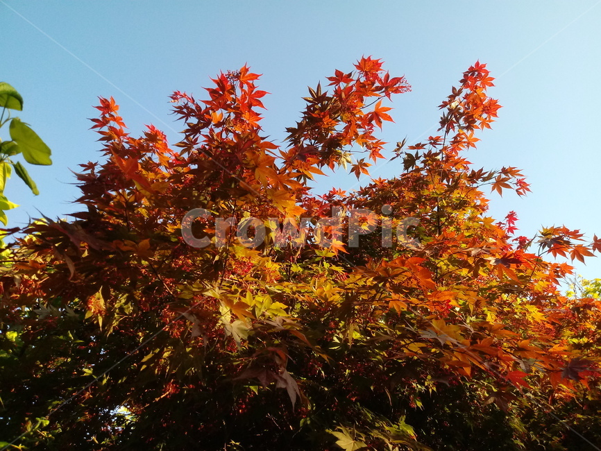 단풍나무,식물,자연,maple,낙엽활엽관목