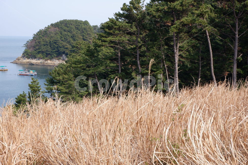 갈대,풍경,자연,plant,nature