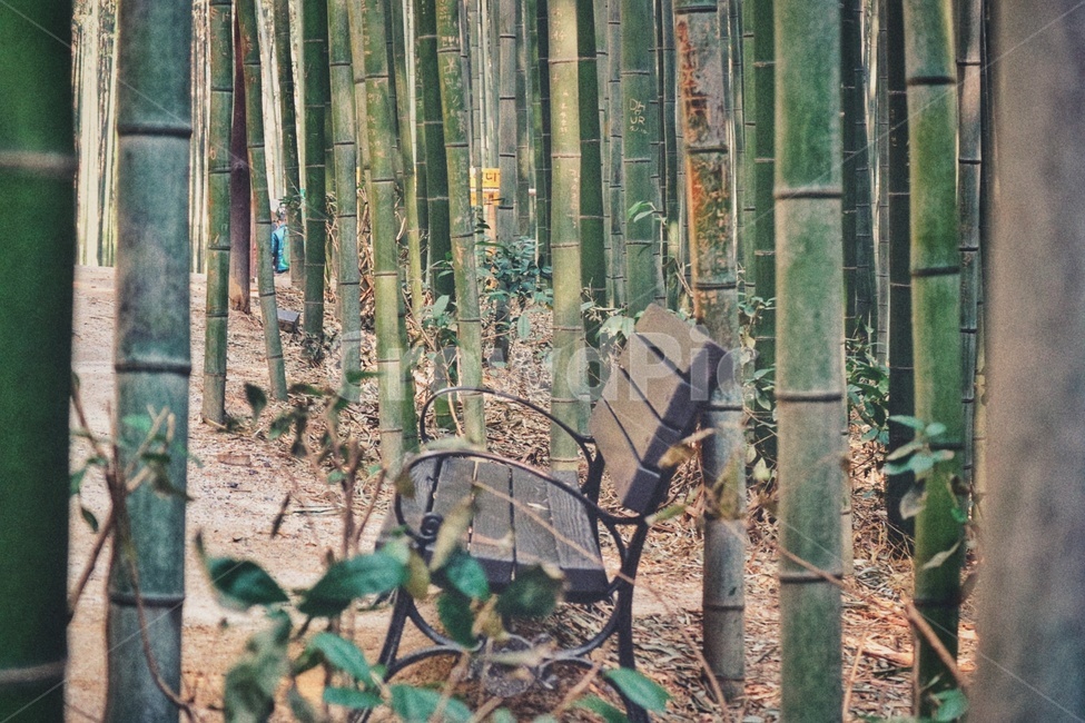 대나무,bamboo,의자,chair,담양,죽녹원,감성,sensible,feeling,휴식,힐링,rest,relaxation,healing