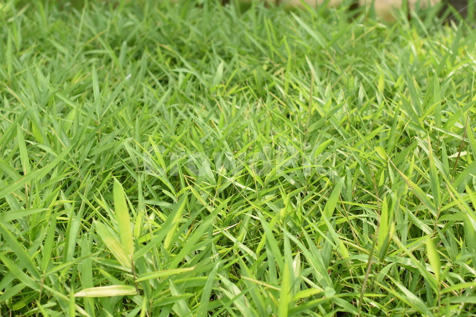 grass,녹색,잔디,그린,green,잔디밭