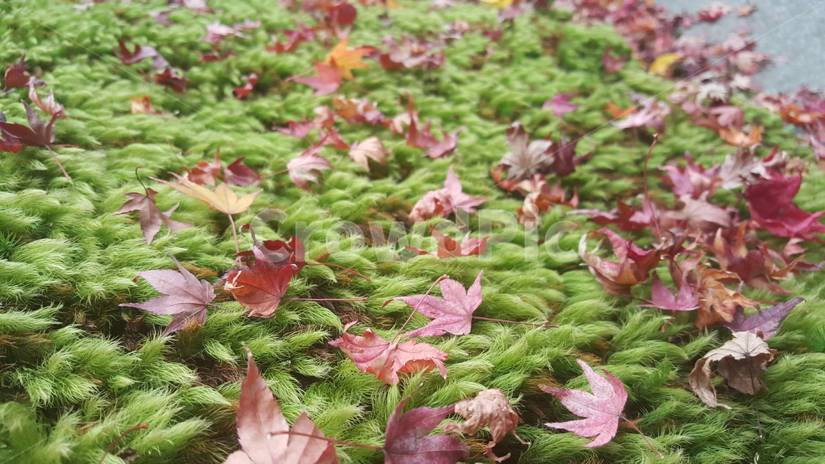 풍경,꽃,대나무,낙엽,정원,가을,계절,fall,autumn,season,leaf,잎,plant,식물,tree,나무,maple,단풍