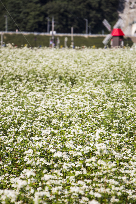 메밀꽃,메밀밭,꽃,식물,풍경,풍차,가을,식물,자연,plants,nature,꽃,flower