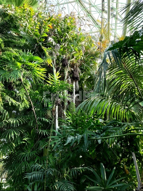 plant,식물,열대우림,나무,식물원,식물,자연,plants,nature