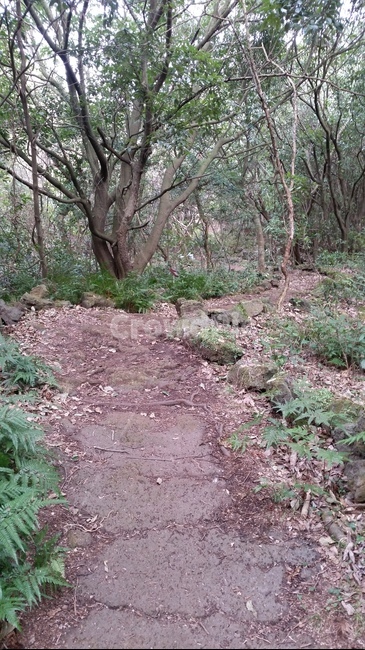 나무,숲,산책,바위,산책로,tree,식물,wood,forest,덤불숲,삼림지대,thicket,grove,woodland,walk,trail,오솔길,path