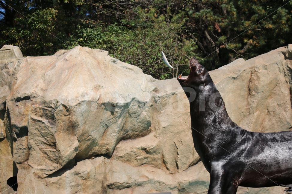 물개,식사,생선,동물원,에버랜드,순간포착,동물,animal,포유류,mammal
