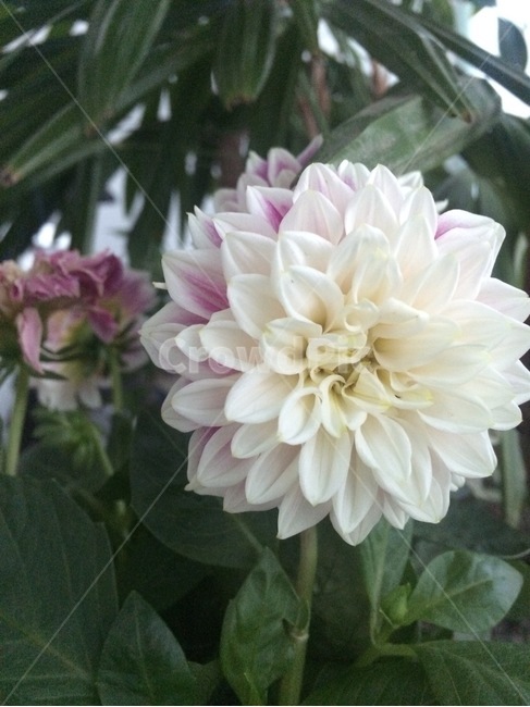 꽃,자연,식물,nature,flower