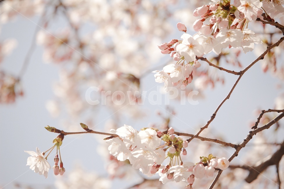 봄,벚꽃,꽃,분홍색꽃,감성,자연,봄,계절,spring,season,plant,식물,blossom,flower