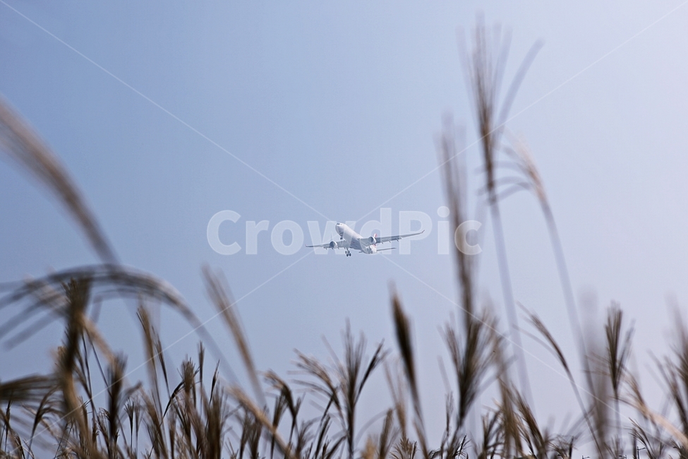 항공기,비행기,여객기,교통수단,국제선,날다,수송,날개,탈것,에어,이륙,착륙,풍경,하늘,식물,자연,갈대,억새,공원