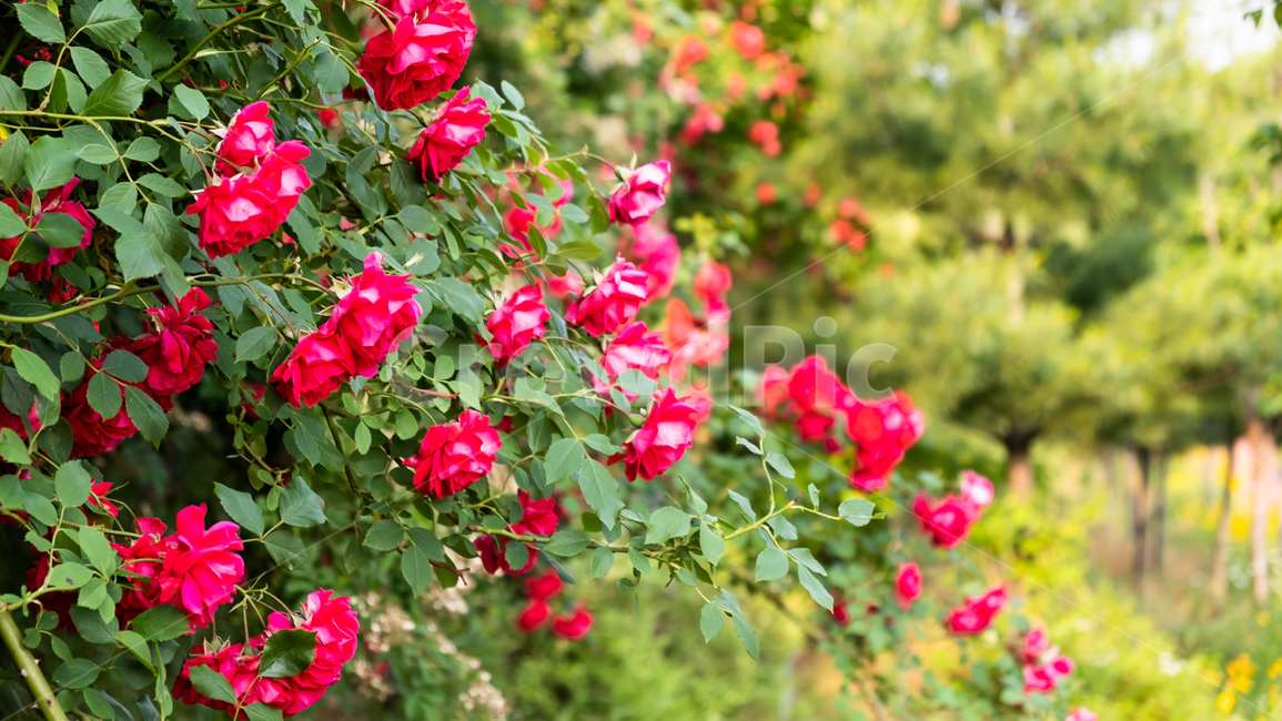 장미,장미꽃,rose,꽃,flower