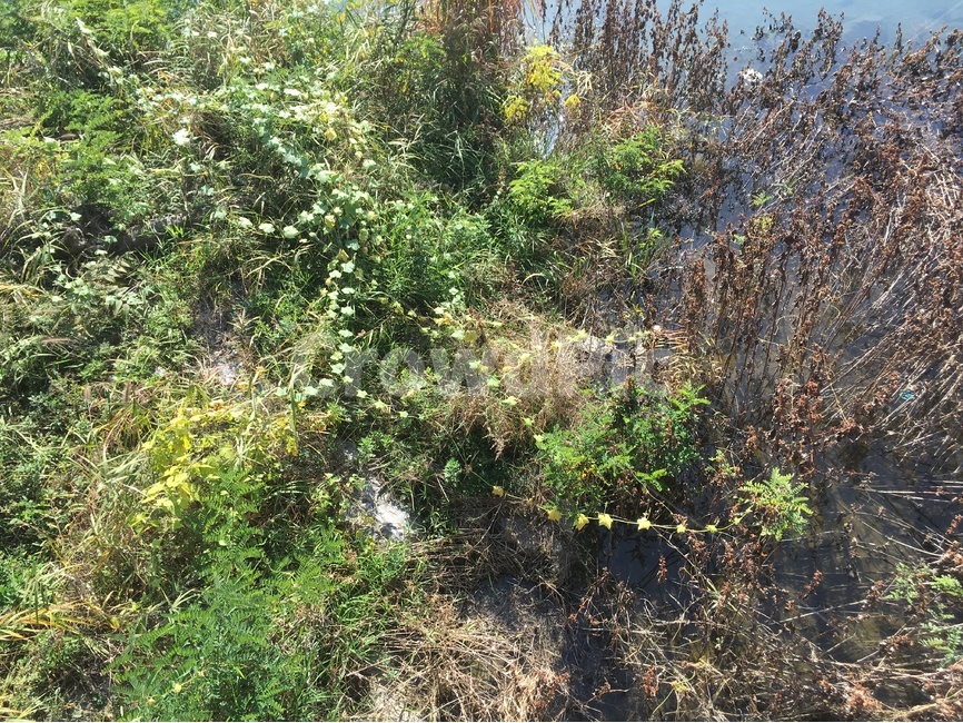 풀,자연,초록색,늪,감성,식물,자연,plants,nature