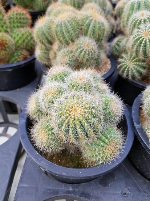 선인장,plant,cactus,식물,가시,화분