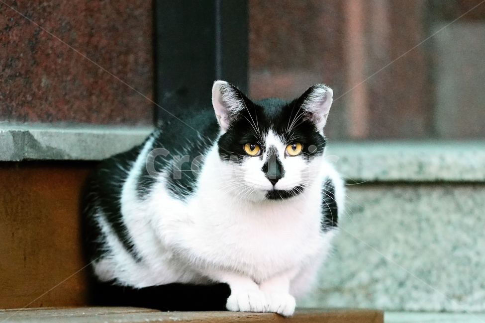 고양이,길고양이,길냥이,야옹이,냐옹이,반려묘,애완묘,반려동물,애완동물,야생동물,펫,캣,mammal,animal,pet,cat