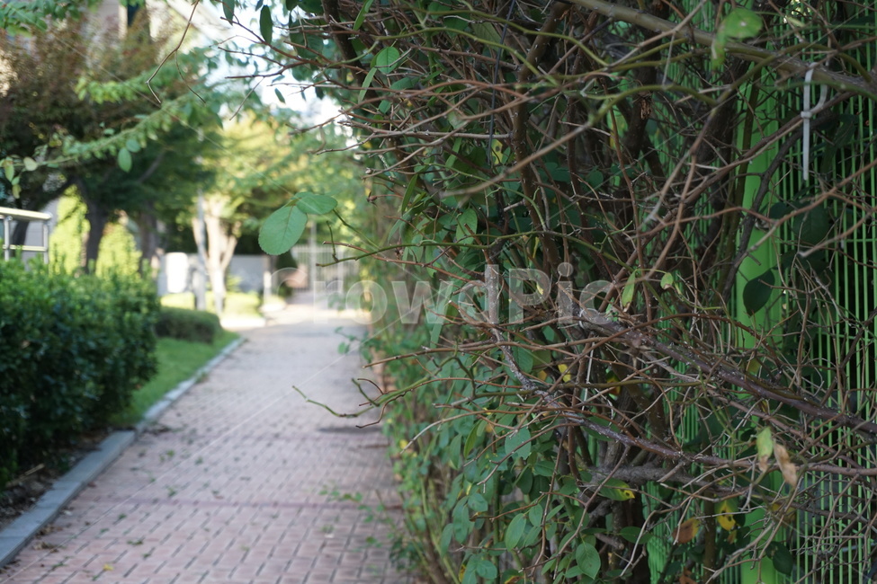 풀,나무,길거리,자연사진,덩굴,식물,자연,plants,nature
