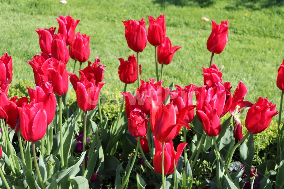 빨간튤립,튤립,꽃,봄,flower,blossom,tulip