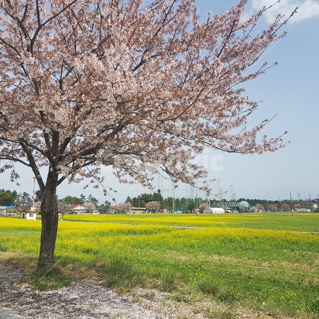 식물,벚꽃,나무,유채꽃,plant,식물,자연,plants,nature,꽃,flower,나무,trees,wood