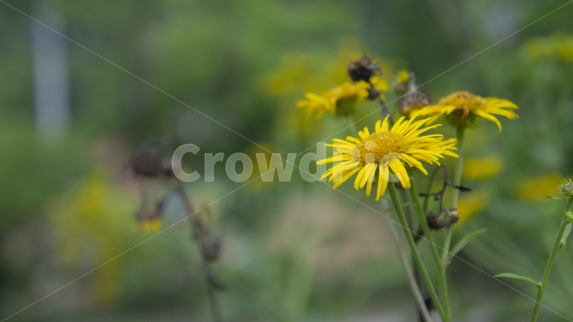 공원,park,자연,nature,숲,병목안,잎,금불초,풀,초록,natural,햇빛,햇살,성장,grow,growth,광합성,노랑,녹색,leaf,green,yellow,sun,풀잎