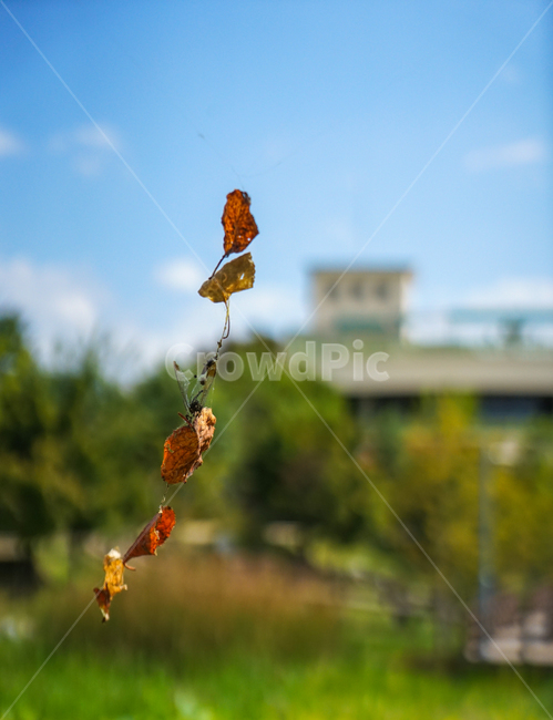 낙엽,단풍,가을,잎새,잎,나뭇잎,감성,자연,가을,계절,fall,autumn,season