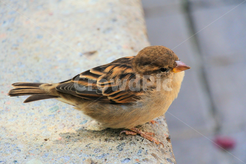 참새,새,작은새,bird,sparrow,앉아있는새,귀여운새,동물,animal,조류,새,birds