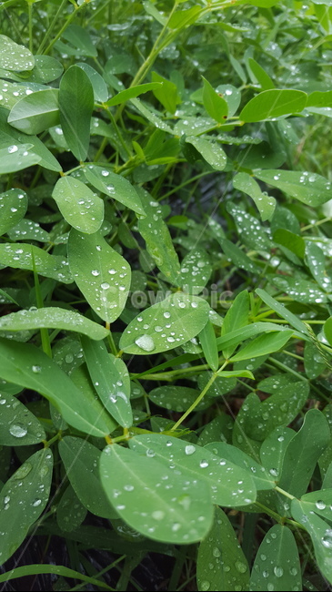식물,이슬,물방울,잎사귀,초록,식물,자연,plants,nature
