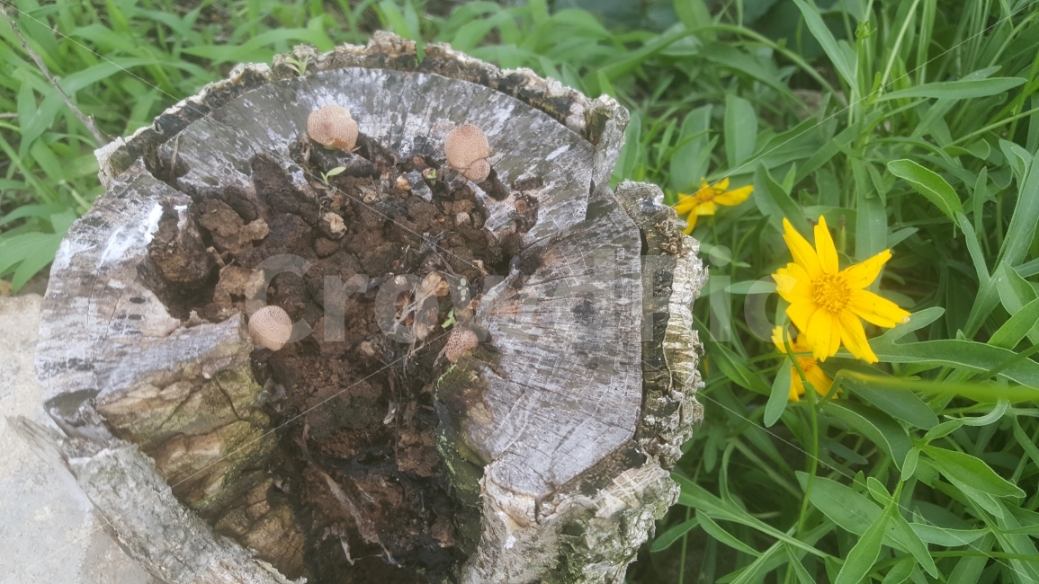 나무밑동,그루터기,꽃,금계국,자연,stump,flower,goldenwave,nature,식물,자연,plants,nature,꽃,flower