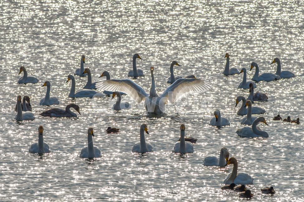 겨울,새,철새,큰고니,백조,우아한,동물,animal,조류,새,birds